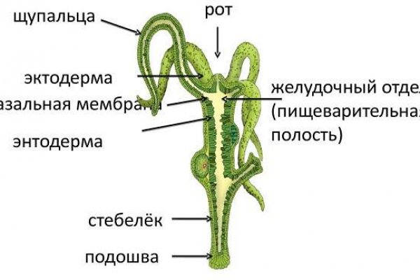 Ссылка на кракен tor