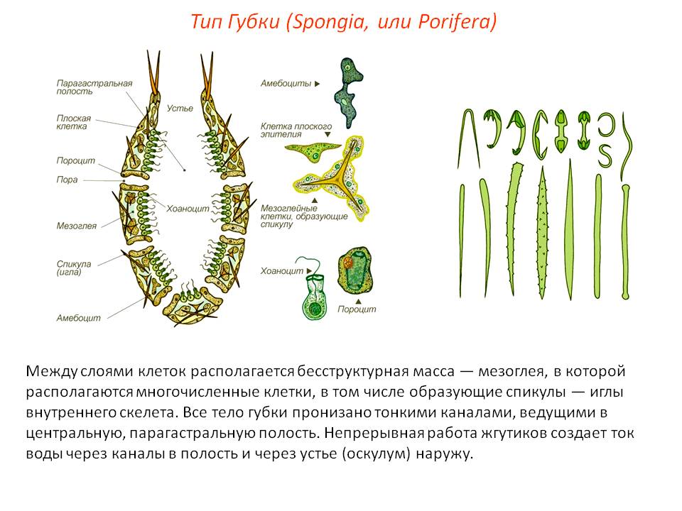 Kraken13 at сайт